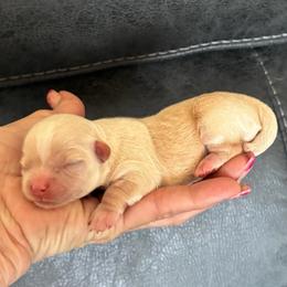 Summer - Fawn and white female Chihuahua puppy in Menifee, California from Lane’s Little Long Coats