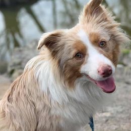 Dolly - Miniature Australian Shepherd