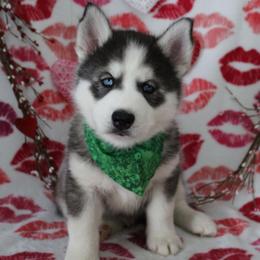 Green - Black tan and white male Siberian Husky puppy in York, Pennsylvania from Spalla Pups