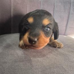 Blake - Black and tan male Dachshund puppy in Knoxville, Tennessee from East TN Dachshunds