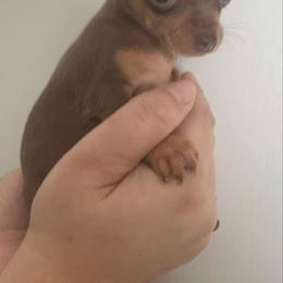 Runt Mrs Ariel 3900 - Chocolate and tan female Chihuahua puppy in Las Vegas, Nevada from Quality Poms Chihuahua Yorkies of Las vegas