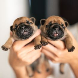 French Bulldog puppies from Orchard Kennels