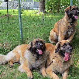 Leonberger All Grown Up from Quinnehtukqut Leonbergers