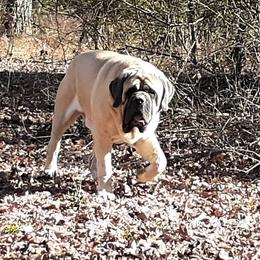 Mastiff All Grown Up from Sylvan Mastiffs