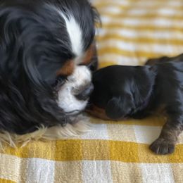 Cavalier King Charles Spaniel Puppies from Royal Mile Cavaliers
