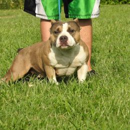 Bloom - American Bully