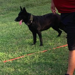 Brady - German Shepherd