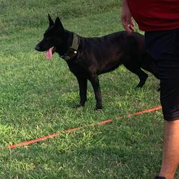 Brady - German Shepherd