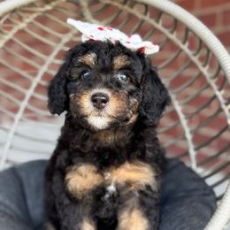 Black Widow - female Australian Mountain Doodle puppy in Pittsburgh, Pennsylvania from WestPenn Doodles LLC
