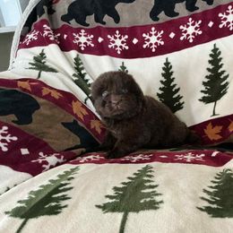 Garth - Brown male Newfoundland puppy in Shepherd, Montana from Crystal Waters Newfoundlands