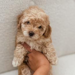 Bichon Frises and Cockapoos from The Perks of Pups