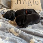 Flat-Coated Retriever puppies from Quail Run Flat-Coated Retrievers