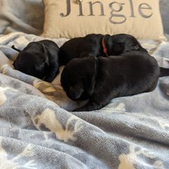 Flat-Coated Retriever puppies from Quail Run Flat-Coated Retrievers