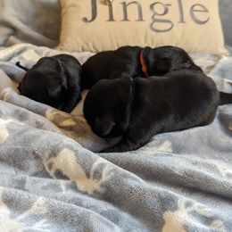 Flat-Coated Retriever puppies from Quail Run Flat-Coated Retrievers