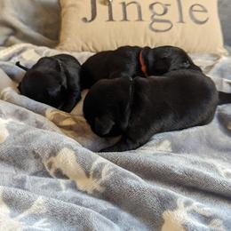 Flat-Coated Retriever puppies from Quail Run Flat-Coated Retrievers