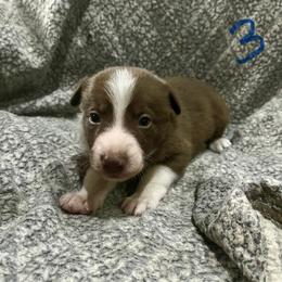 Border Collie and Jack Russell Terrier Puppies from CP FARMS BORDER COLLIES N JACKS CORP