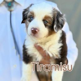 Tiramisu - Red merle male Miniature American Shepherd puppy in Riverton, Utah from Iron Spirit Homestead & Aussies