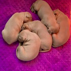 Cirneco dell’Etna Puppies from Ember Hill Cirnechi