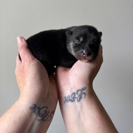 Yunara - Tri-color female Pomsky puppy in Boonville, Indiana from Elysian Pomskies