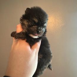 Briar - Blue and tan male Pomeranian puppy in Waterloo, Indiana from Garcias Pomeranian