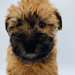 Soft Coated Wheaten Terrier Puppies from Wonderful Wheatens