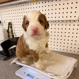 Redbud - Red male Bernedoodle puppy in Irmo, South Carolina from Palmetto Bernedoodles Boutique