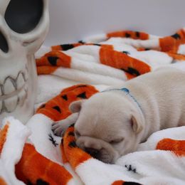 French Bulldog Puppies from Infinity Frenchies