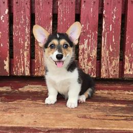 Tilly - Black and tan female Pembroke Welsh Corgi puppy in Anton, Texas from X Bar's Lil Legs of Texas