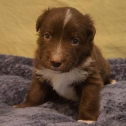 Canyon - Red tri-color male Australian Shepherd puppy in Lubbock, Texas from Barn Raised Aussies