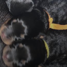 Rottweilers from Nanette Myers