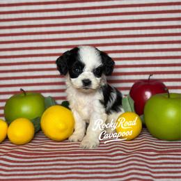 Alfalfa - Black and white male Cavapoo puppy in Nashville, Arkansas from Rocky Road Puppies
