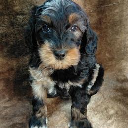 Seth - Merle male Goldendoodle puppy in Eau Claire, Wisconsin from Fisher River Doodle's