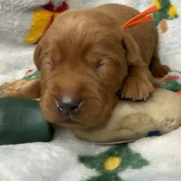 Comet - Yellow male Labrador Retriever puppy in Grants Pass, Oregon from KnR Antler Dogs