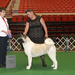 Whimsy - Akita