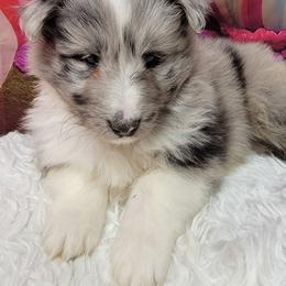 Baby Joe - White blue merle male Shetland Sheepdog puppy in Conway, Missouri from Brooks's little darlings