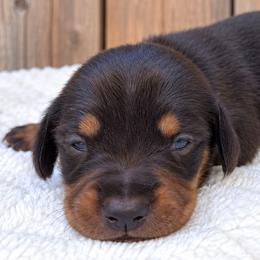 Sandy - Black and tan female Dachshund puppy in Warm Springs, Arkansas from Seven Hills Arkansas