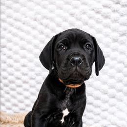 Hot pink collar - Black female Cane Corso puppy in Fritch, Texas from Carrie Brown's Cane Corsos