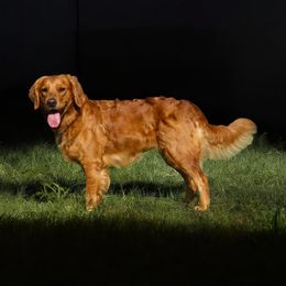 Joy - Golden Retriever