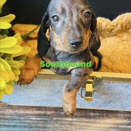 Buckshot - Dapple male Dachshund puppy in Leoma, Tennessee from Southbound Kennel