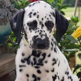 Dalmatian Puppies from Snow Dalmatians
