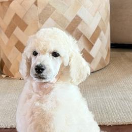 Girl 1 - Cream female Poodle puppy in Saline, Michigan from Targa Poodles