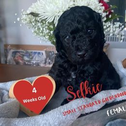 Selkie - Black Goldendoodle puppy in Palm Coast, Florida from Spread Love Everywhere Poodles & Doodles