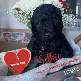 Selkie - Black Goldendoodle puppy in Palm Coast, Florida from Spread Love Everywhere Poodles & Doodles