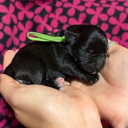 Boy 1 - Black male Miniature Schnauzer puppy in Brownwood, Texas from Texas Dreams Mini Schnauzers