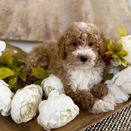 George - Red  male Goldendoodle puppy in Sheridan, Arkansas from Arkie Doodles
