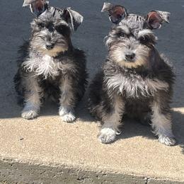 Miniature Schnauzer Puppies from Sugarbaby Kennel
