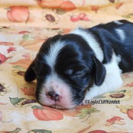 Purple Collar - Black white and tan male Cocker Spaniel puppy in Stanford, Kentucky from Eagle Cliff Kennel