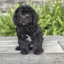 Onyx - Black and white male Cavapoo puppy in Millersburg, Ohio from T Sanctum