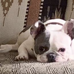 Chihuahuas and French Bulldogs from Kelly Treat's Chihuahuas and French Bulldogs