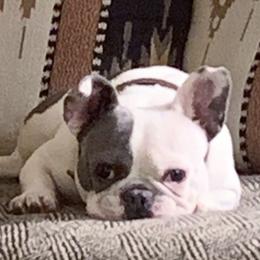 Chihuahuas and French Bulldogs from Kelly Treat's Chihuahuas and French Bulldogs